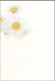 喪中はがき 白小菊
